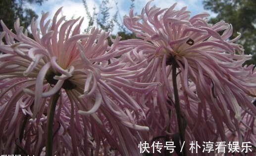 花瓣|喜欢菊花，不如养盆“鳞托菊”吧！寓意“永远的爱”，适合盆栽养