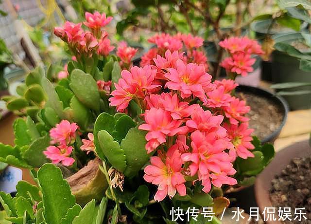 养长寿花,换盆记住“正确时间”,操作得当,才能快生长,开爆盆