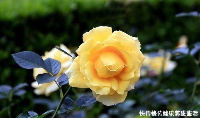 三角梅|这几种花养在墙角最合适,顺着墙开花成海,盛夏也极美!