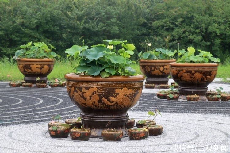 荷花|“四蒂睡莲”长什么样?一起来花博园看荷花、莲花群芳争艳