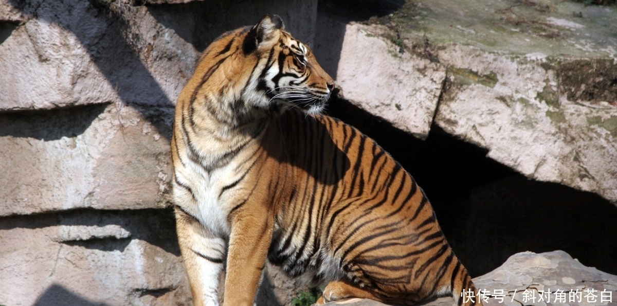 普通的雌狮完全打不赢老虎吗?即便是小型