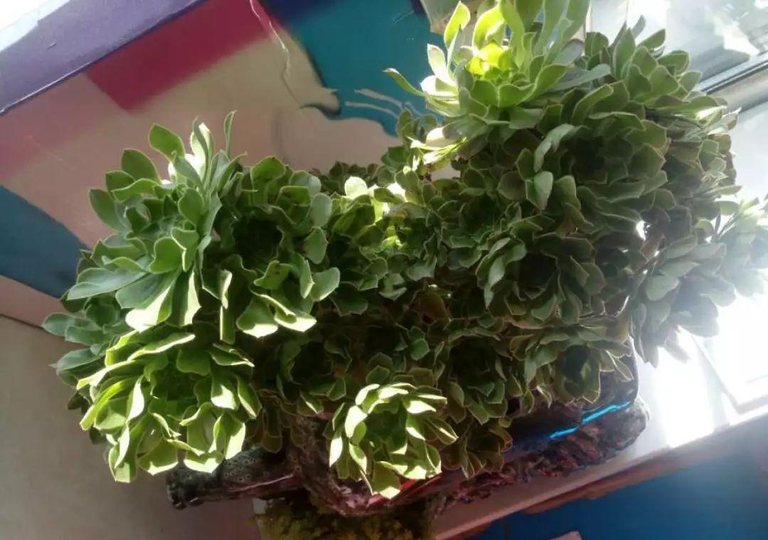 多肉植物盆栽：这种多肉越浇水越丑，不浇水反而胖成球