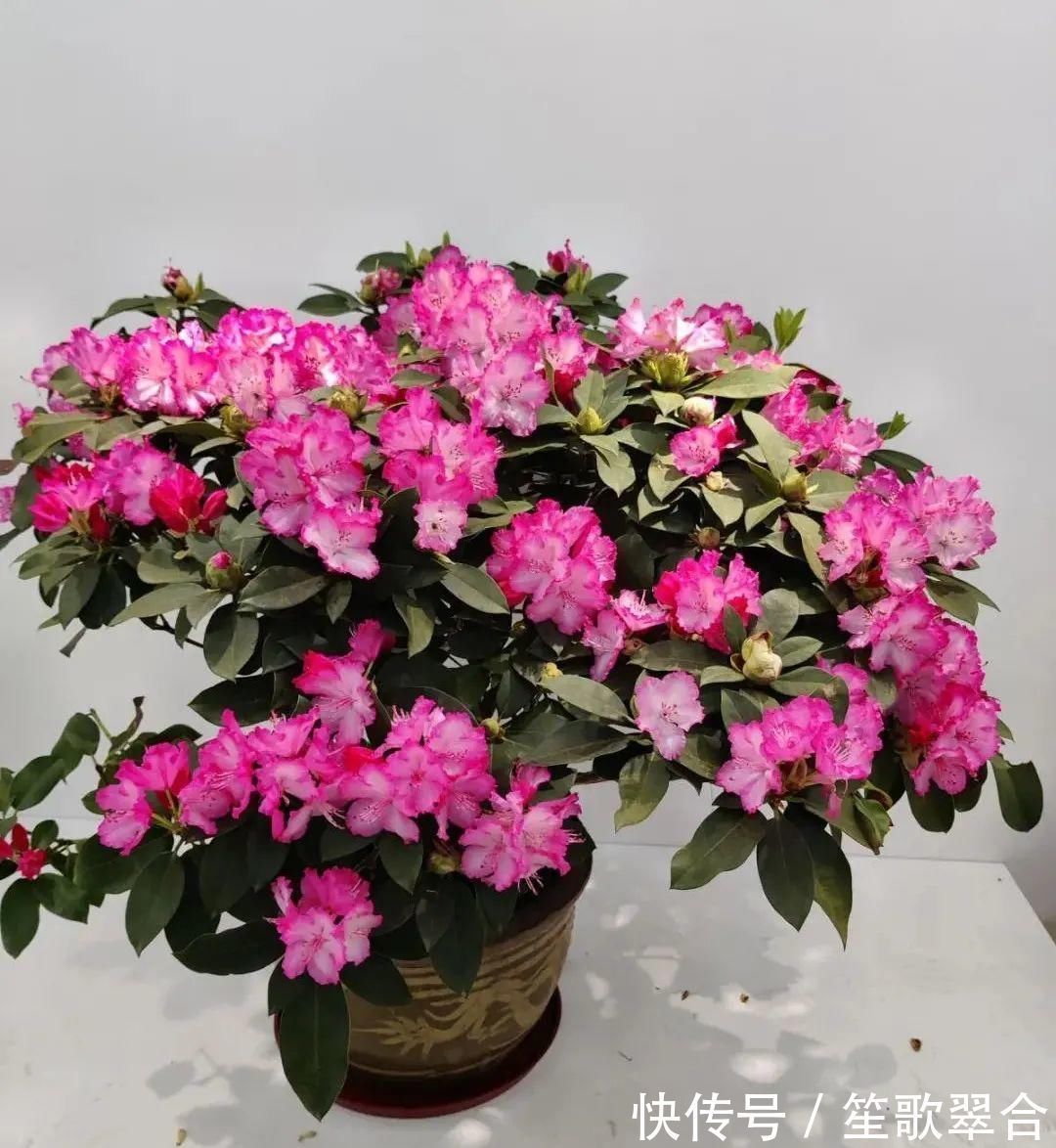 叶片|人养花,花也养人,家里养这10种花,越养越健康