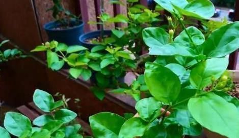 盆栽茉莉叶子少、不开花怎么办?用上5个妙招,枝繁叶茂开花多
