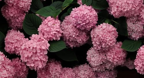 盛放期|绣球花好看不好养?其实只需3个小方法,花球又大又鲜艳