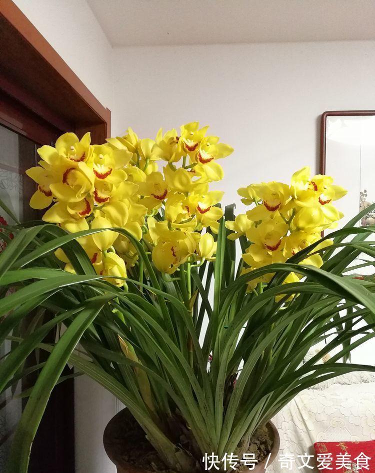 阳台|阳台养花，不妨试试此4款植物，花色艳丽灿烂无双，美观大气