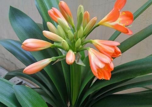 君子兰|君子兰夹箭不开花,别慌,学会这些轻松搞定