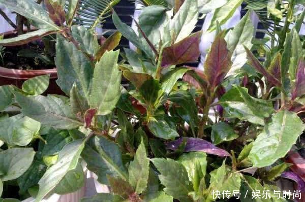 一种“补血菜”,是阳台种菜首选!盆栽上几盆,好看好吃,营养高!