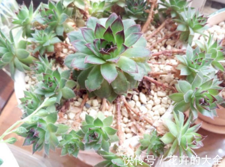 侧芽|新人养多肉植物观音莲,学会3个方法,枝繁叶茂,侧芽长爆盆
