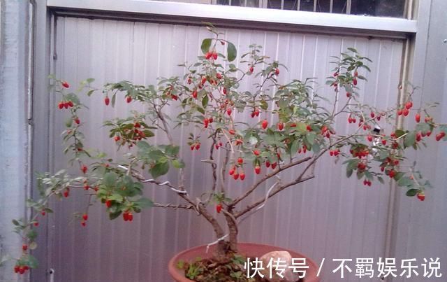 养护|养花大神都会的一个“细节”,盆景养护,摘叶很重要,你会吗