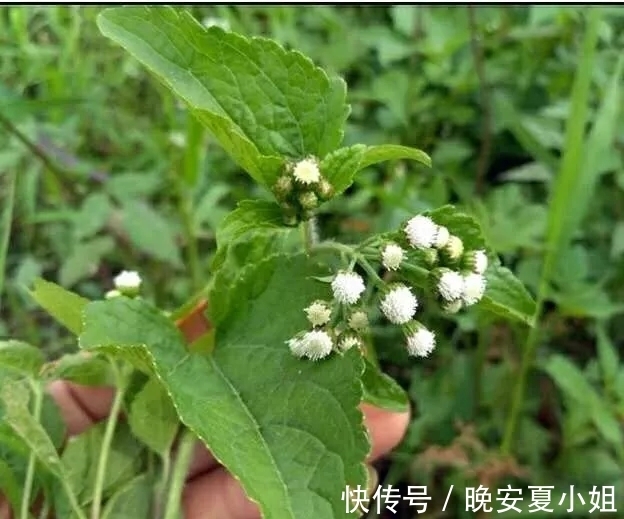 止血|止痛，止血，排石的功用，主治上呼吸道感染，扁桃体炎，咽喉炎