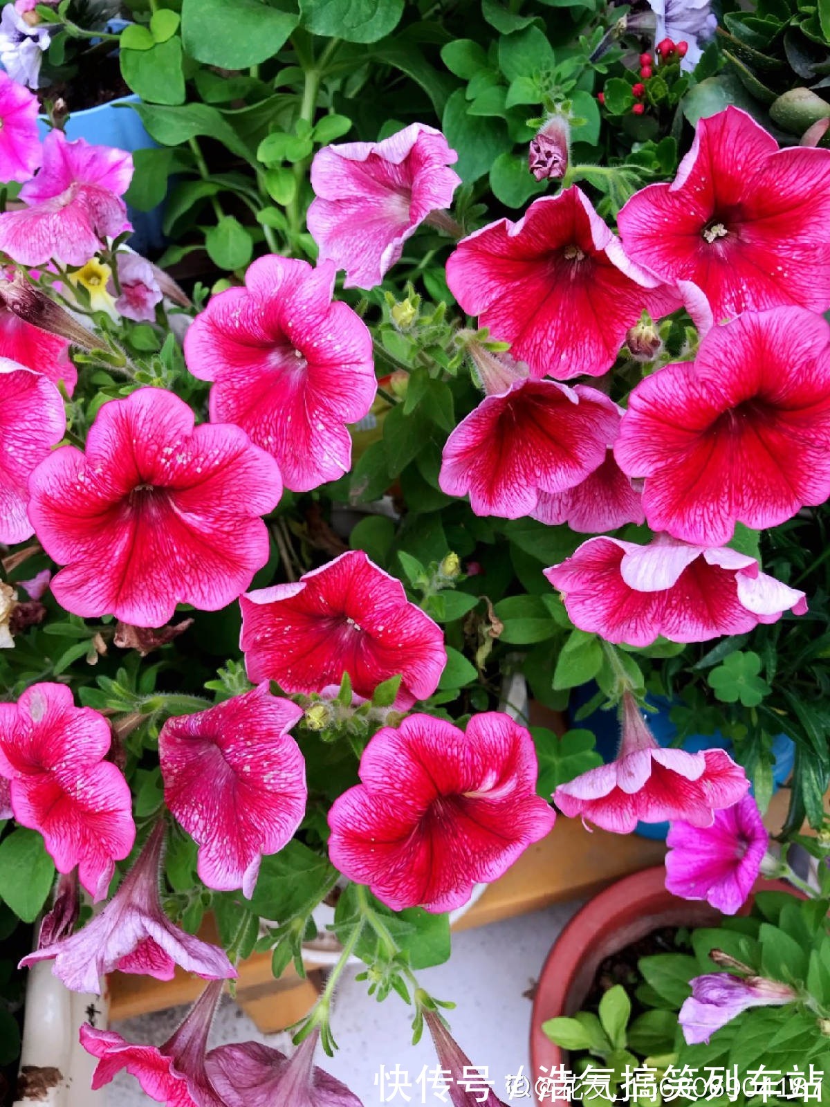 秋天是养草花的季节,12种草花现在播种,俩月就能开花