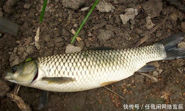 饲料|夏季高温钓草鱼,西瓜皮中加两物,诱钓结合让草鱼乖乖咬钩