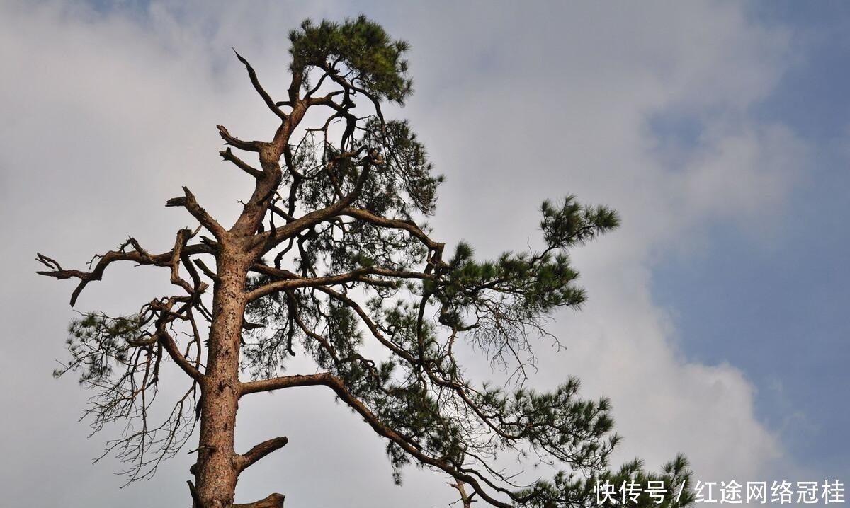松树|孙悟空变棵松树就被师父撵下山，松树有何禁忌？许多人至今没搞懂
