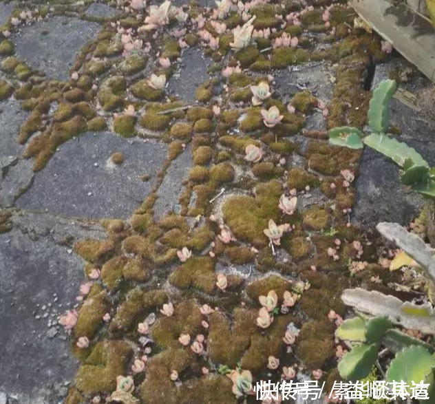 垂盆草|养花技巧6种花扔土里就能活，养死了算你厉害