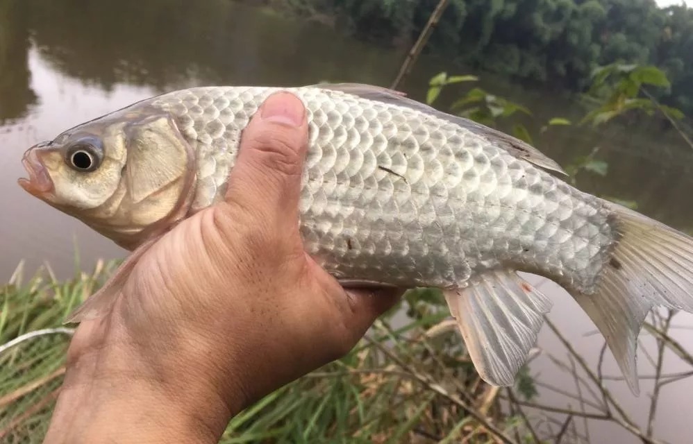 打窝不发窝,窝料不诱鱼,发窝不留鱼,其实你只是在喂鱼