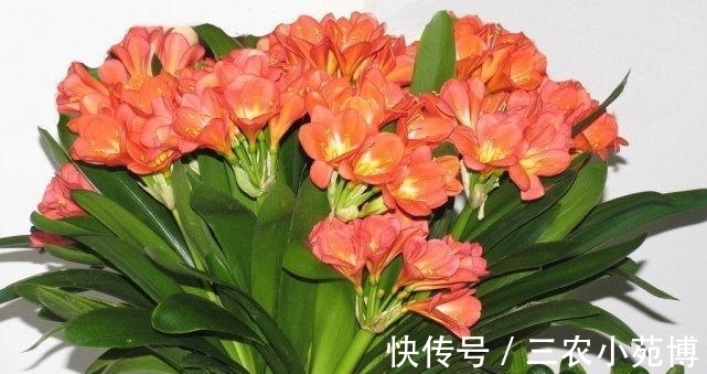 小伟|小伟教你如何让君子兰快速的生长