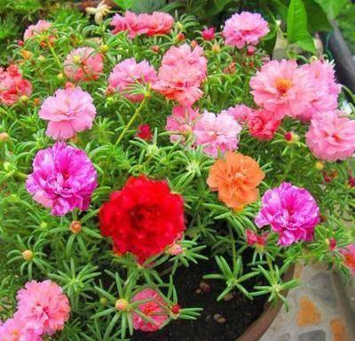 了不起的“太阳花”，耐旱耐晒的“小牡丹”，一年开花360天