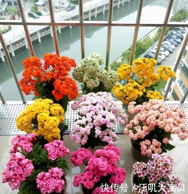 长寿花入室要“虐养”，“砍一刀”喂点水，“独苗”绽放层叠群花