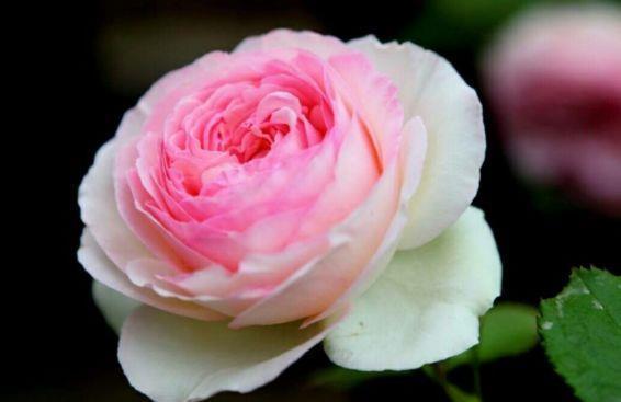 几款花卉好养易爆盆，长得快开花多，新手也能养出小花园