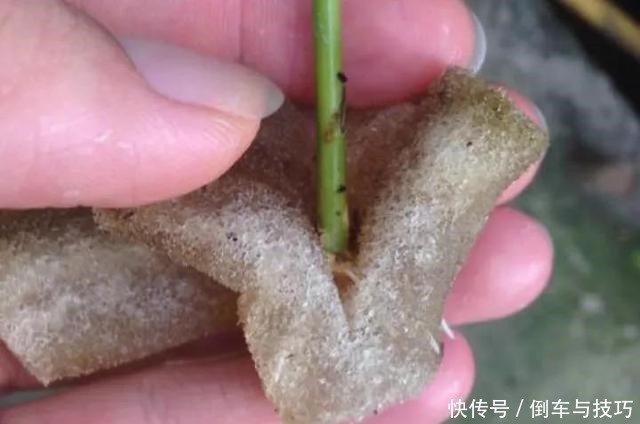 学会了这几点扦插技巧，随时随地扦插，棵棵都成活，非常简单！