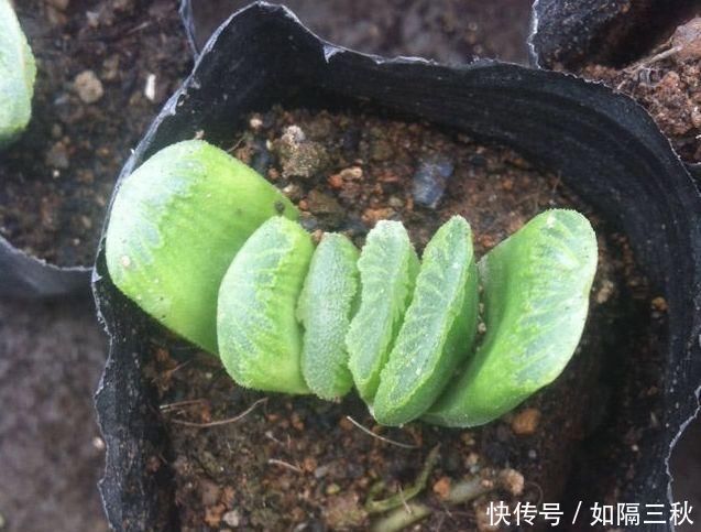 养花“不买”营养土,回家找“4种料”掺一掺,养啥花都旺爆盆