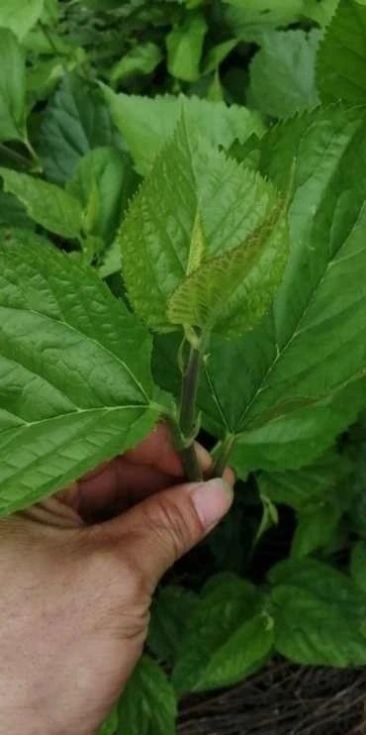 肝火|一味桑叶补骨髓,止盗汗,清肝明目润肺止咳就看你会不会用