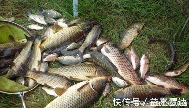 玉米粒|注意8个细节，用好玉米粒钓浮，堪称草鱼、翘嘴的克星！