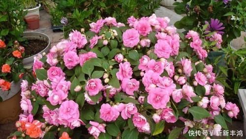 给花浇水时加点这东西,全年不施肥,照样花开爆盆