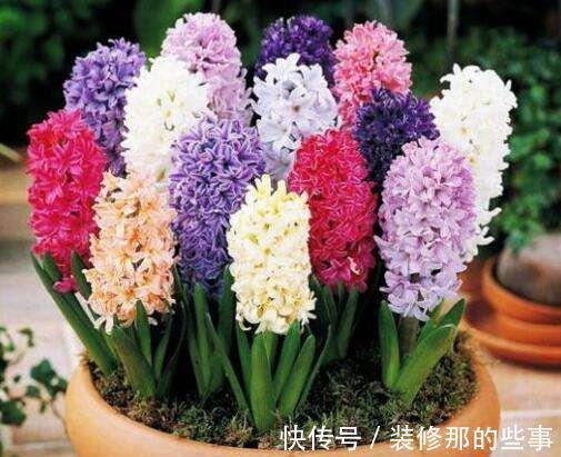 风信子|将这蒜头一样的球根,简单三步处理后,开出五颜六色的花朵