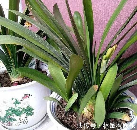 植株|想把君子兰养到爆崽很简单,只要加点这小玩意,小崽噗噗往外冒