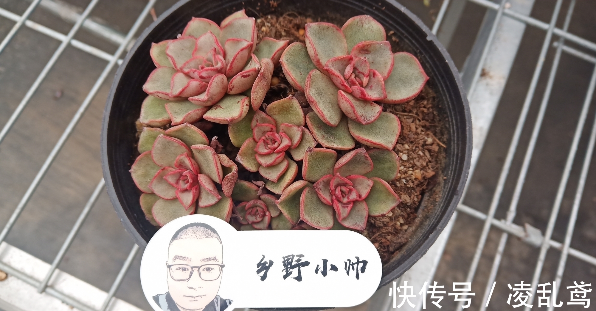 多肉叶插,掌握好这6个关键,成活率99%,你做对了吗?