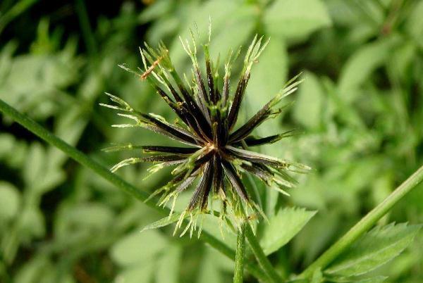 中华本草|婆婆针喜欢黏人衣物,农村人当它是杂草,你知道有什么功效吗