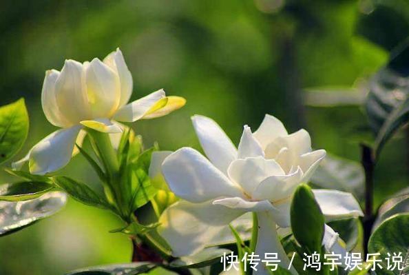 开花植物没香味关键原因有2点，给它做充足，只要开花满屋飘香