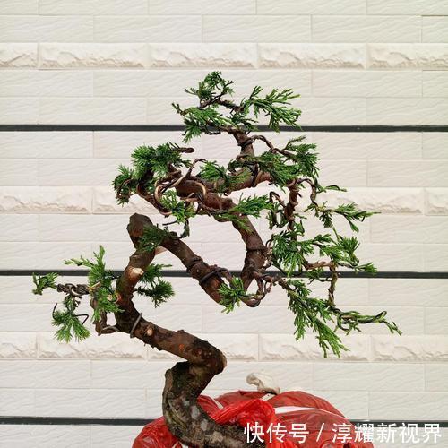 树桩|树桩盆景怎么提升价值试试促老催古,看上去古老苍劲