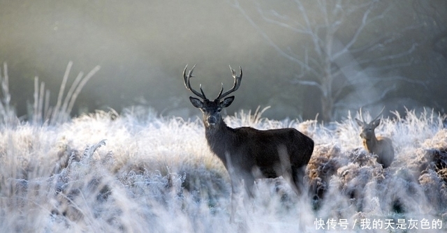 飞雪 英国五月飞雪，2021年是世界末日？英国创造历史低温