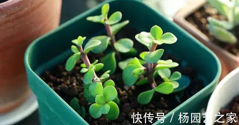 多肉|金枝玉叶长得不漂亮？做好这3点，轻松整容成靓盆景