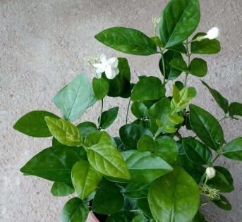 调味剂|厨房里的1种调味剂,给花喝一勺,啥花都疯长,连施肥都省了