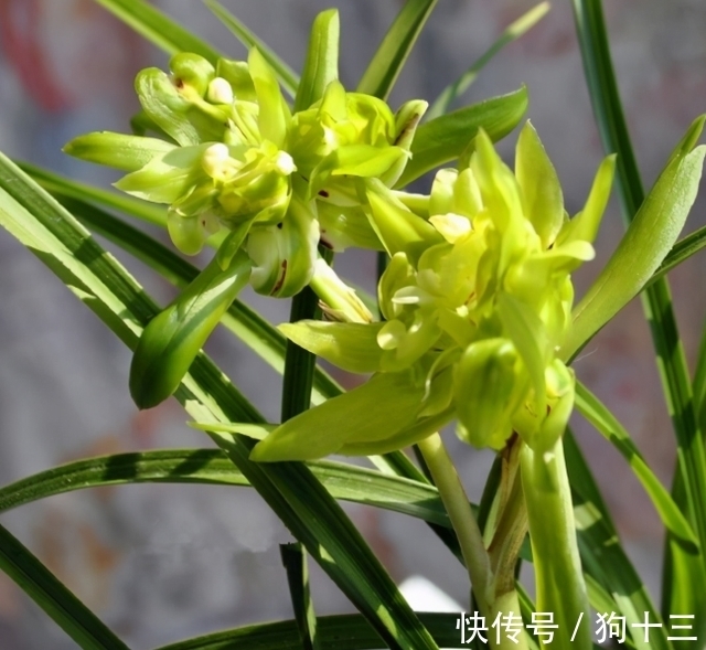 喜欢兰花的,这个品种要入一盆,香气浓烈醇正,被誉为香花之王