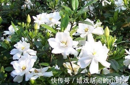 家里养上4种花,直接变成小花园,开花又大又艳,比牡丹美