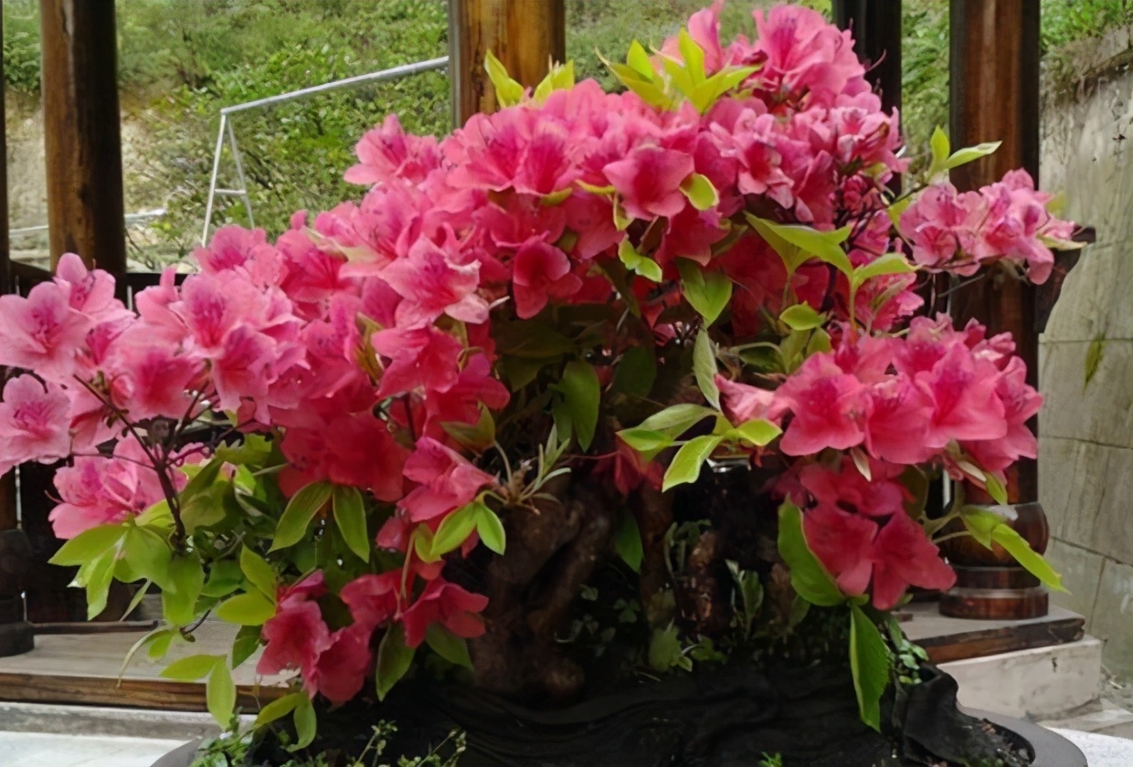 光照|养杜鹃花，掌握住换盆、浇水、光照技巧，新人盆栽一样年年开花