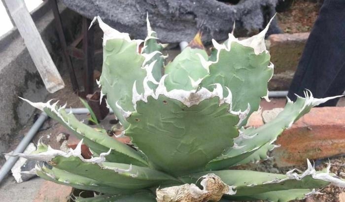 传说|漫谈墨西哥龙舌兰的传说和历史,了解多肉植物的神奇世界