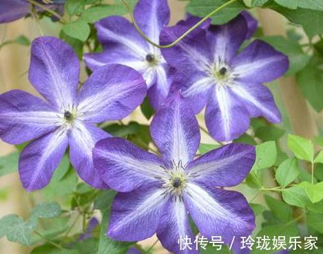 种花|“2种花”怎么折腾都不死，客厅养一盆，花朵一天比一天多