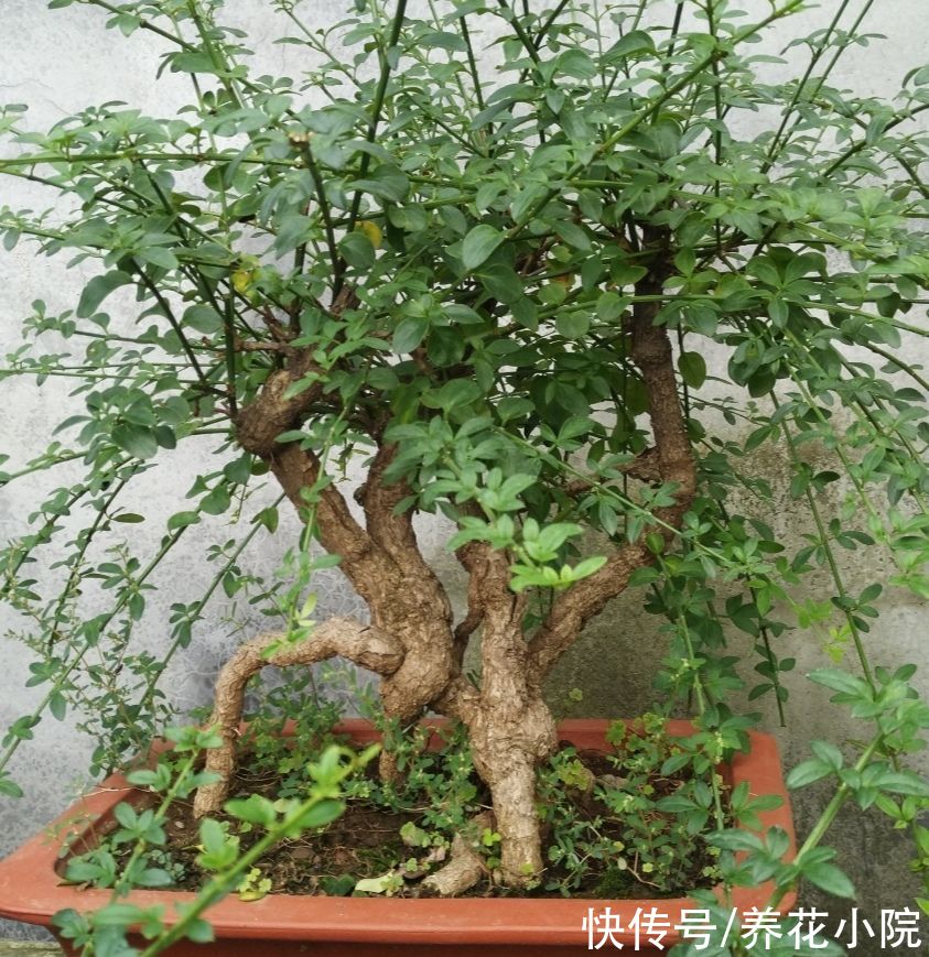 家里养5种花，10月以后别“修剪”，不然影响来年开花