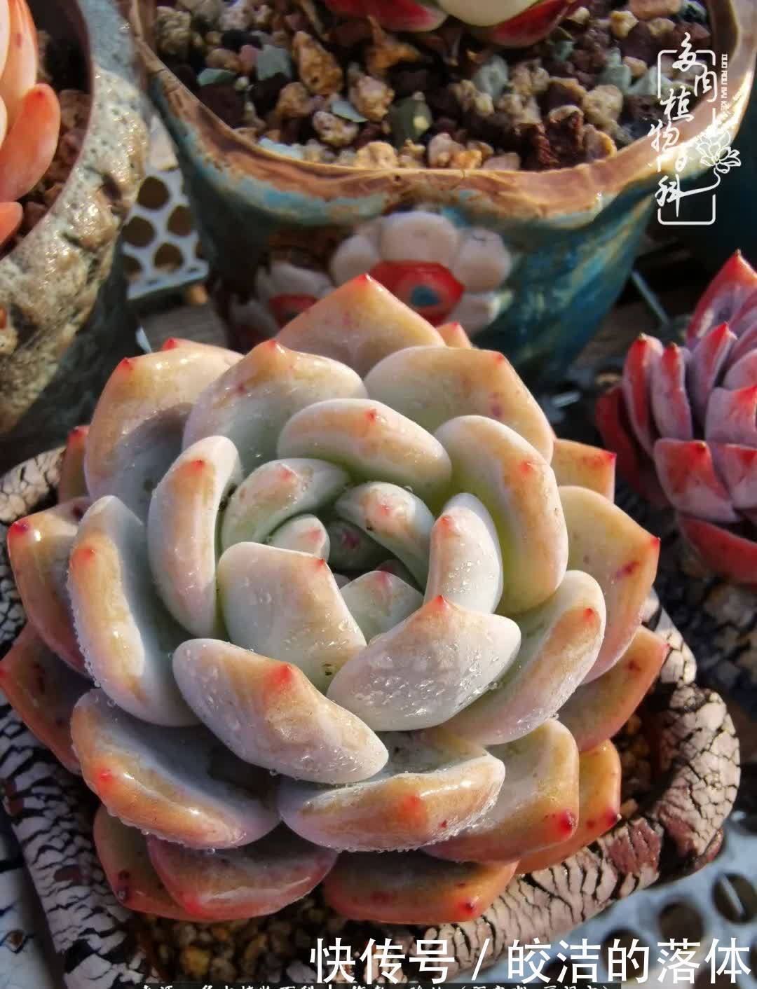 百度|我与多肉那些不得不说的故事!