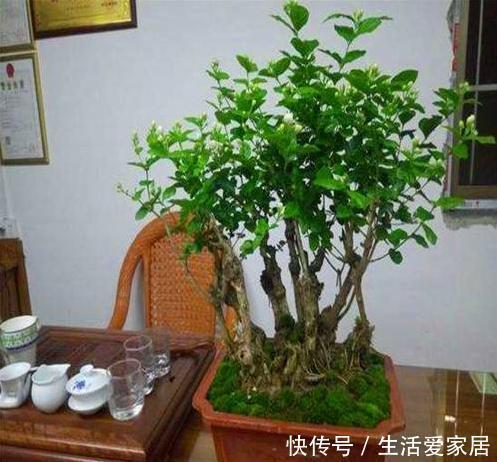 烦恼|螨虫、细菌最“厌恶”的3种花,赶紧养1盆,烦恼“消除”身体棒