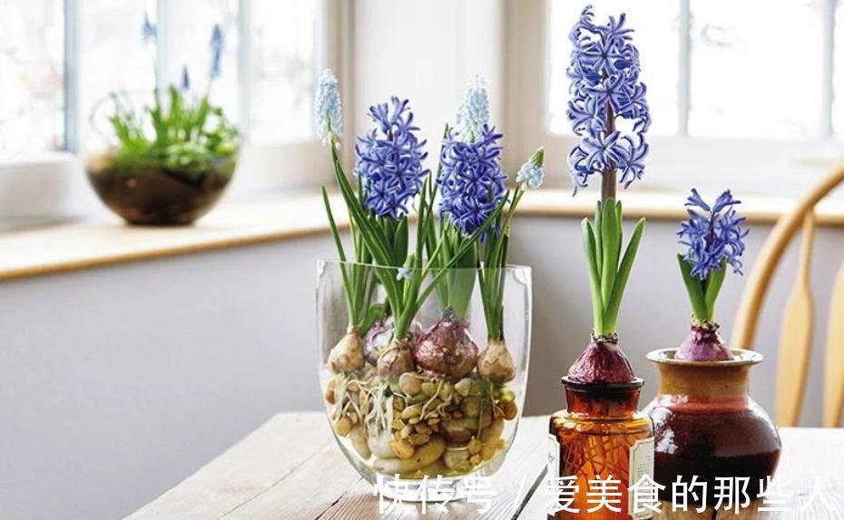 家庭园艺：栽种1盆风信子，需要具备什么条件才能花开锦绣？