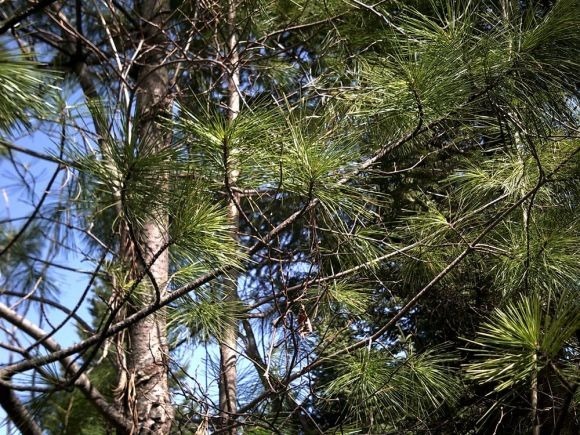 山上一种土,是养花“黄金土”,啥花吃了都疯长!