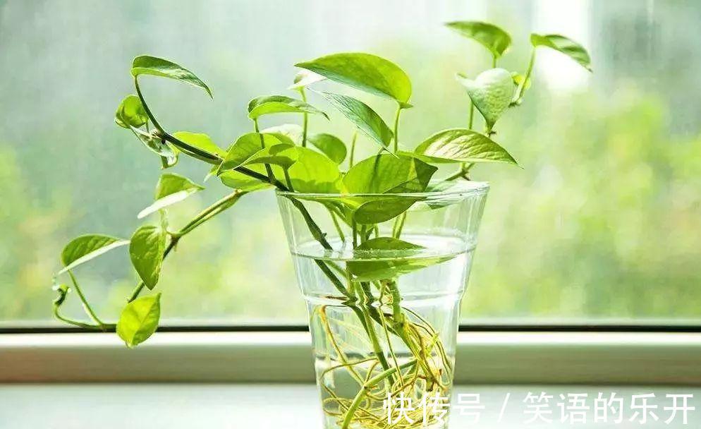 冬季花卉黄叶原因大盘点，看看你的花花中招了没