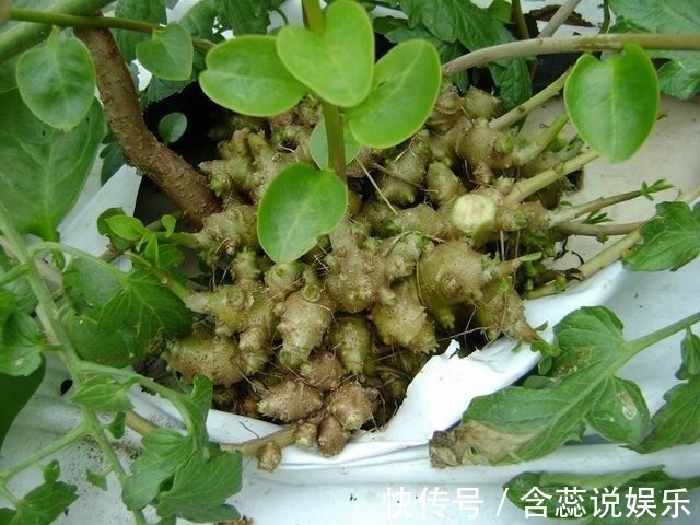 三七花|夏天常用此花泡水喝, 头不晕了, 血压不高了, 越喝睡得越香